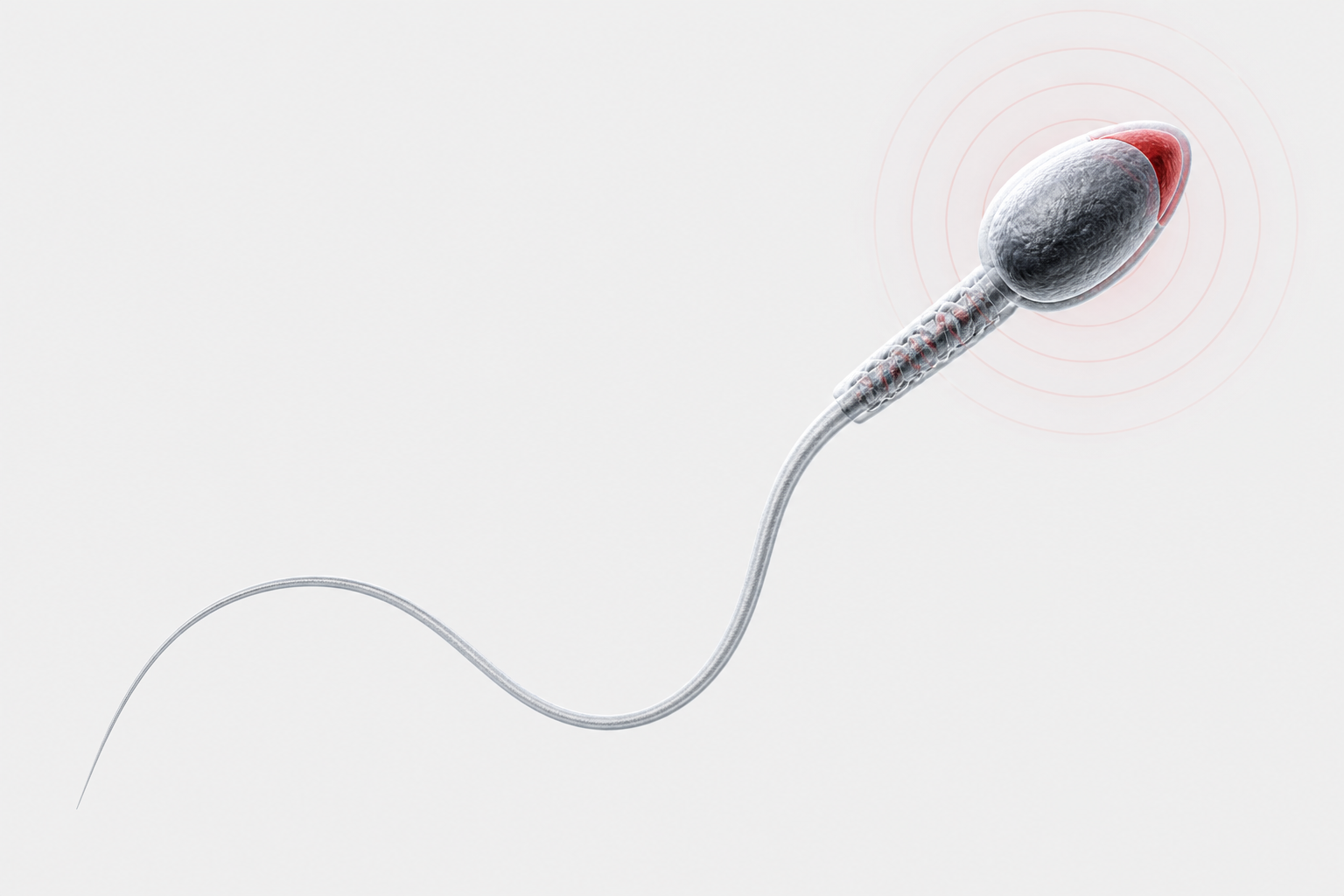 Scientifically rendered sperm cell